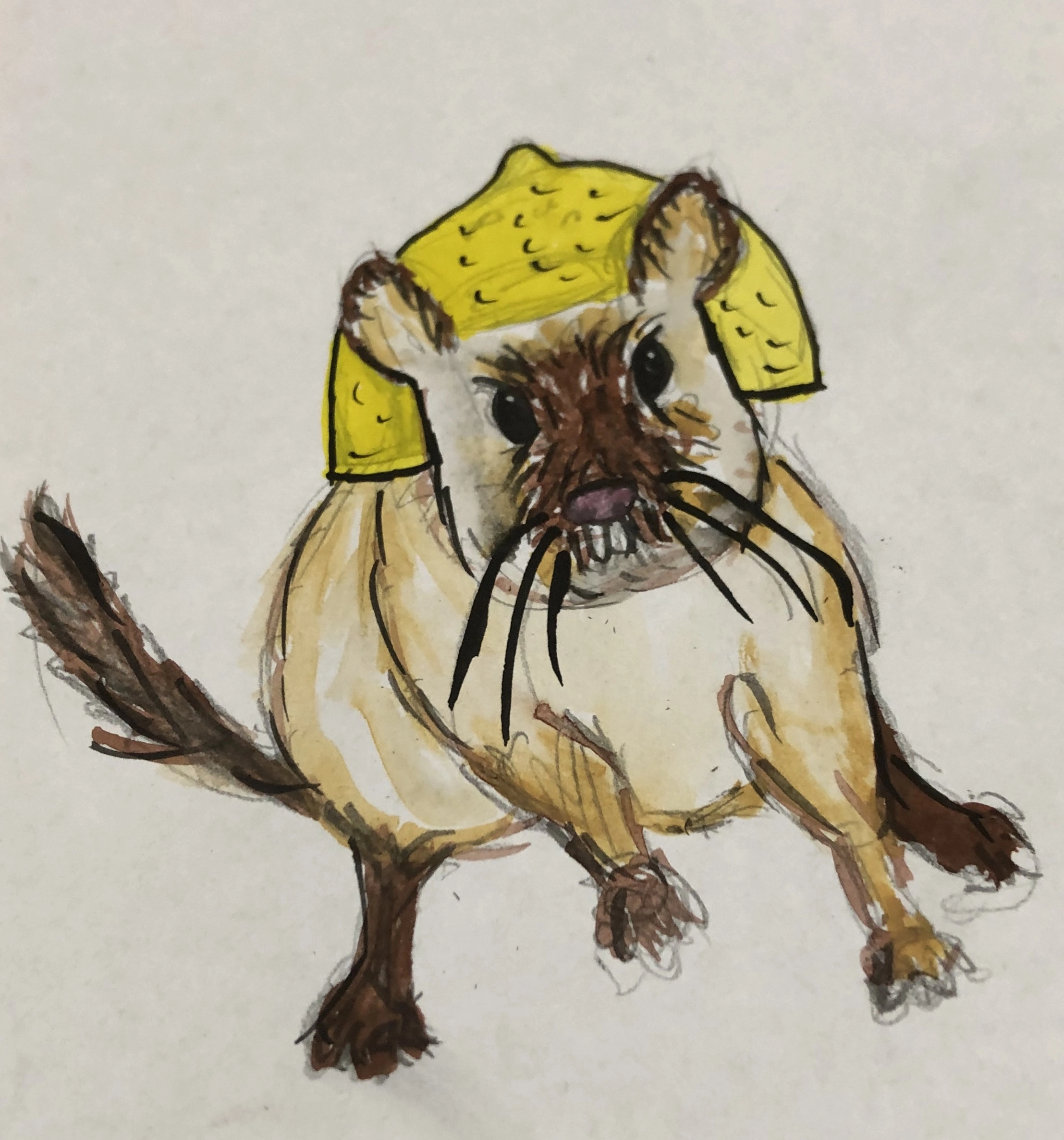 hamster in a lemon helmet 