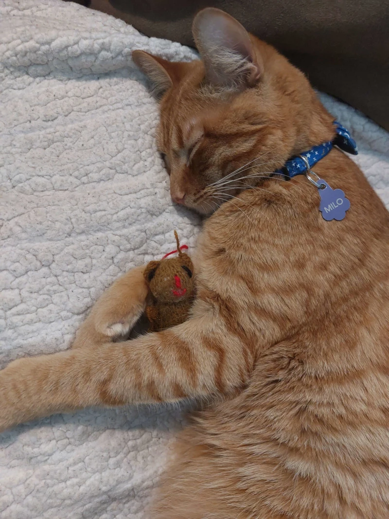 orange braincell asleep holding stuffed teddy bear