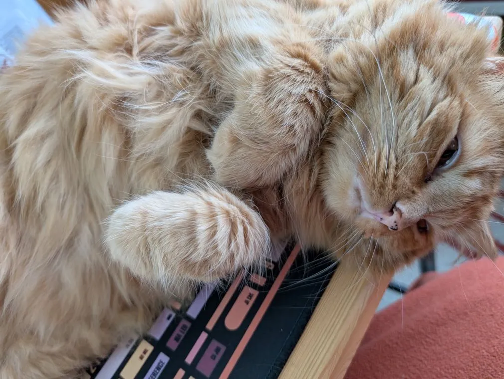 Laszlo Cravensworth McKitten III