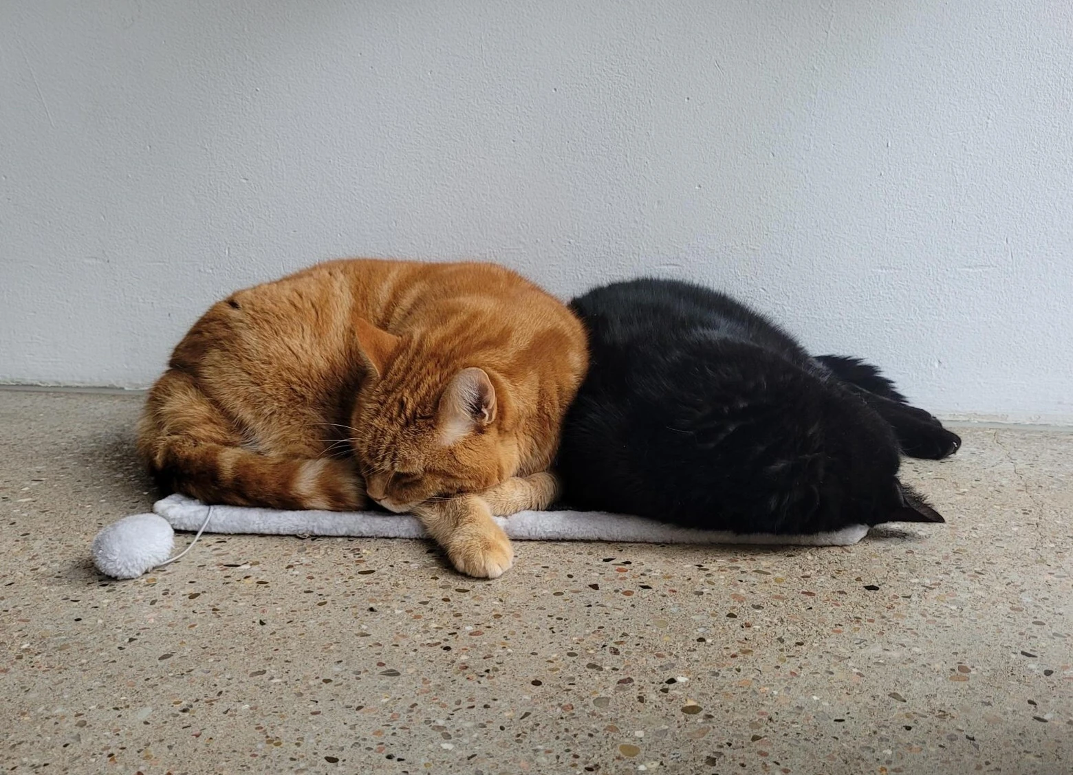 2 cats laying on a small blanket filling it entirely. The left one is red and has has nose tucked into his stomach. The right one is black and laying on her head. 