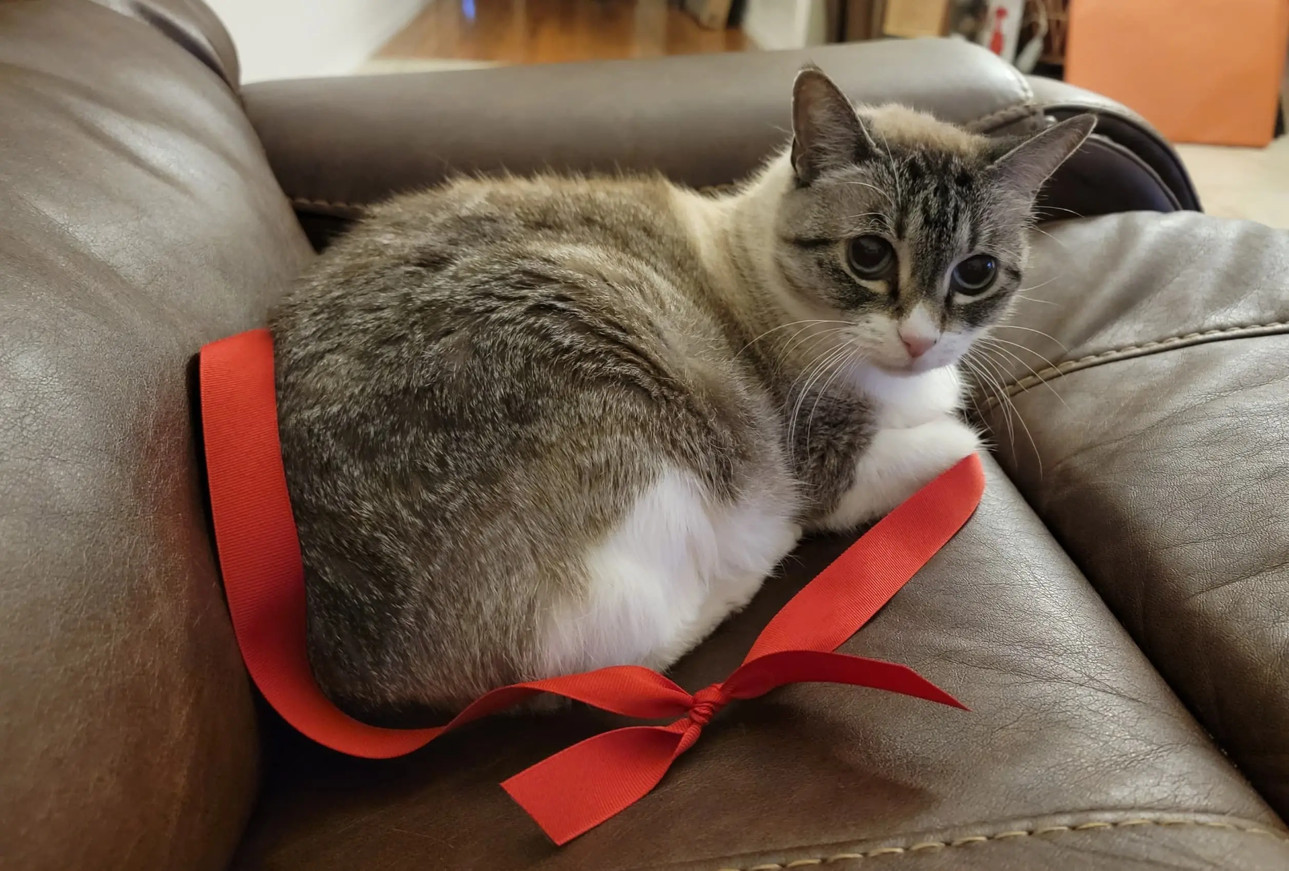 a picture of my perfect passed cat