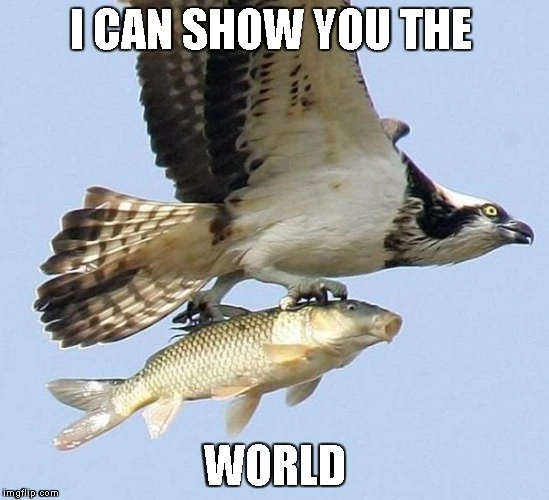 Amazed fish