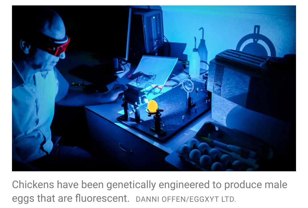 Photograph of a scientist blasting a bright light into an egg. The egg glows yellow. The text under the photograph says: Chickens have been genetically engineered to produce male eggs that are fluorescent.