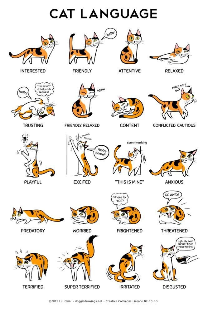cats-43473612