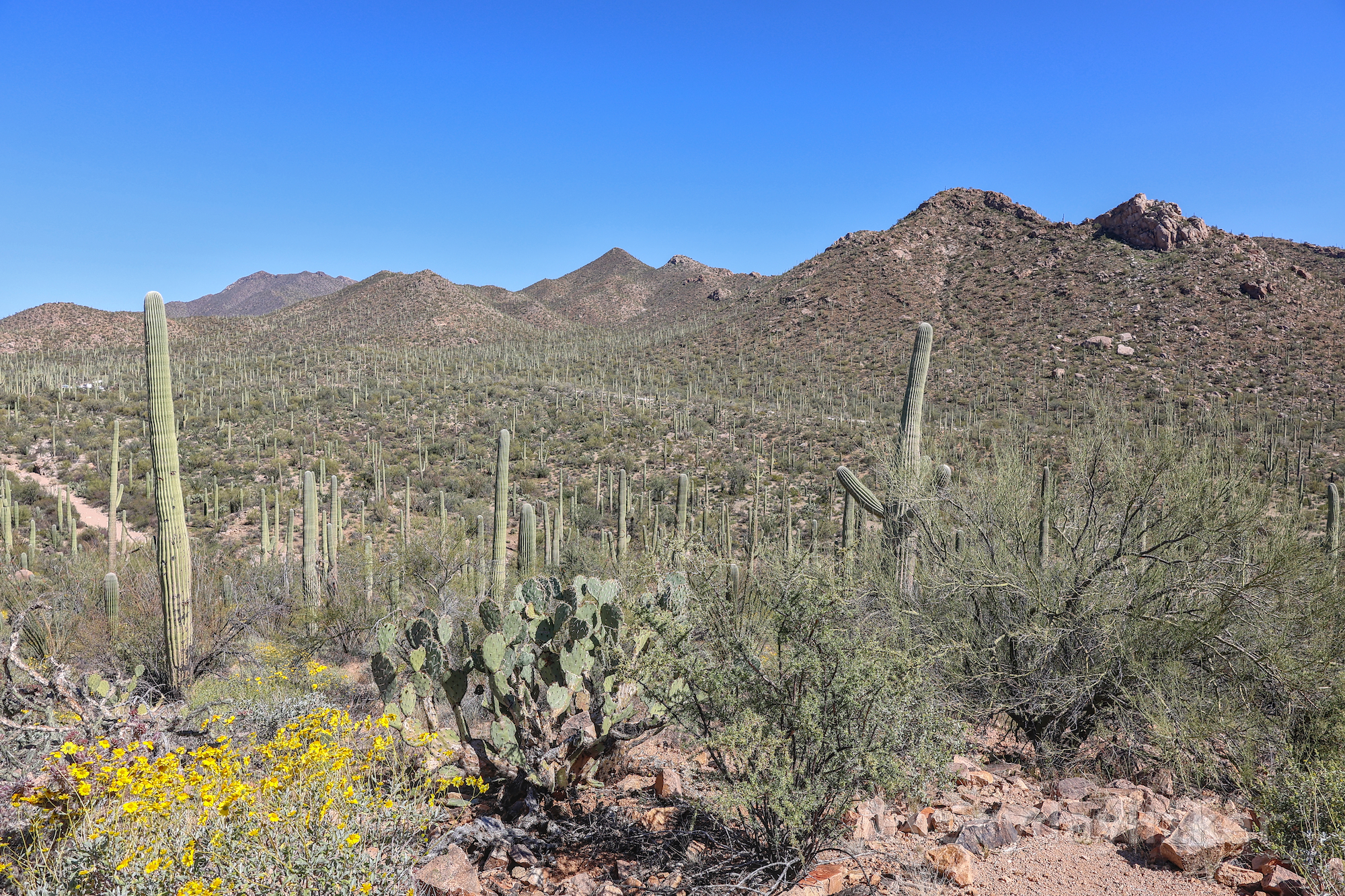 Looking towards a small mountain range with a Saguaro forest leading to it. in the foreground a collection of low desert plants may be seen including a large beavertail cactus,some ocotillo, a mesquite bush, and a yellow flowering shrub (appearing to be some sort of sunflower family).