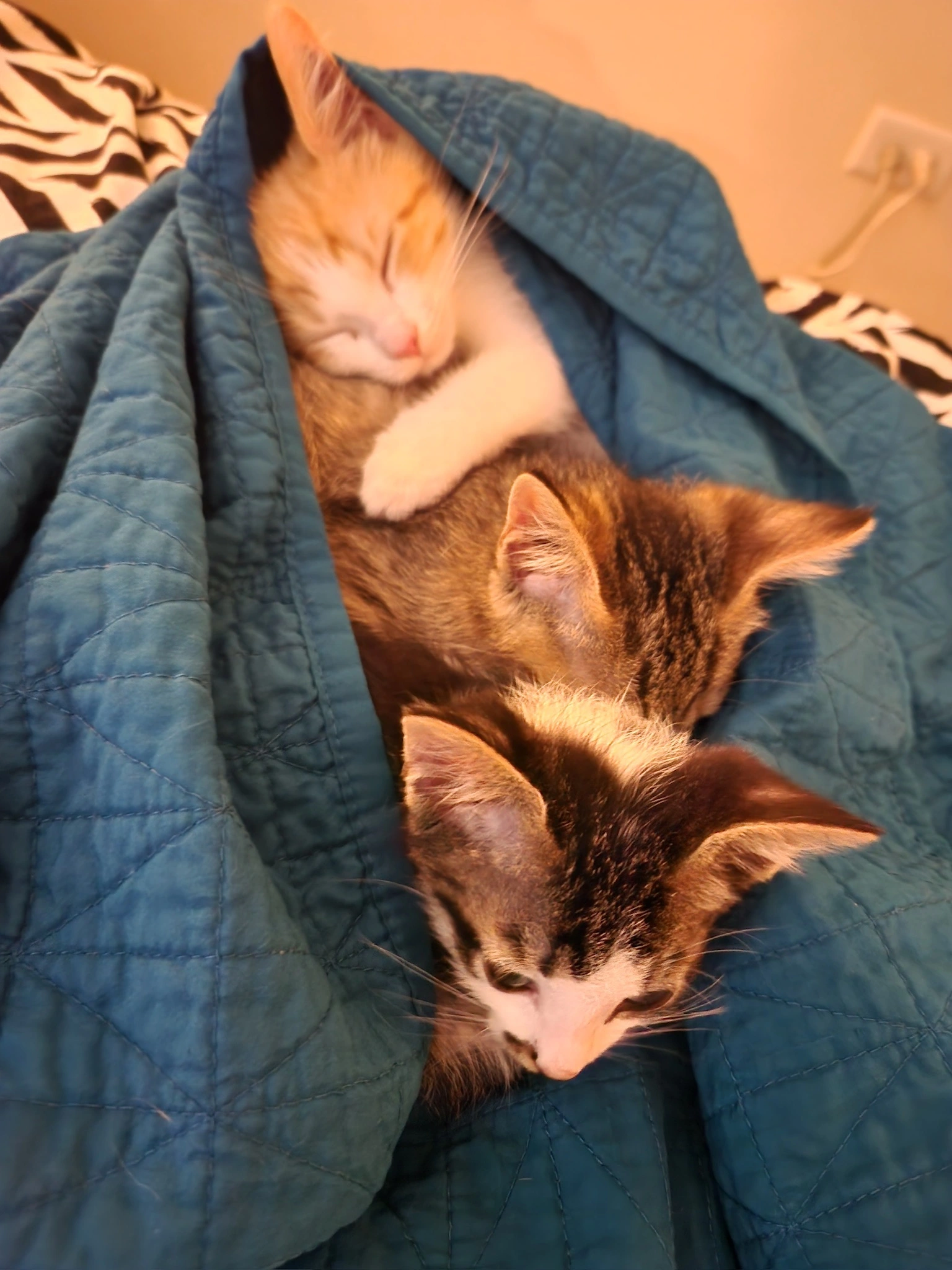 top to bottom: Penny, Honey, Rocky