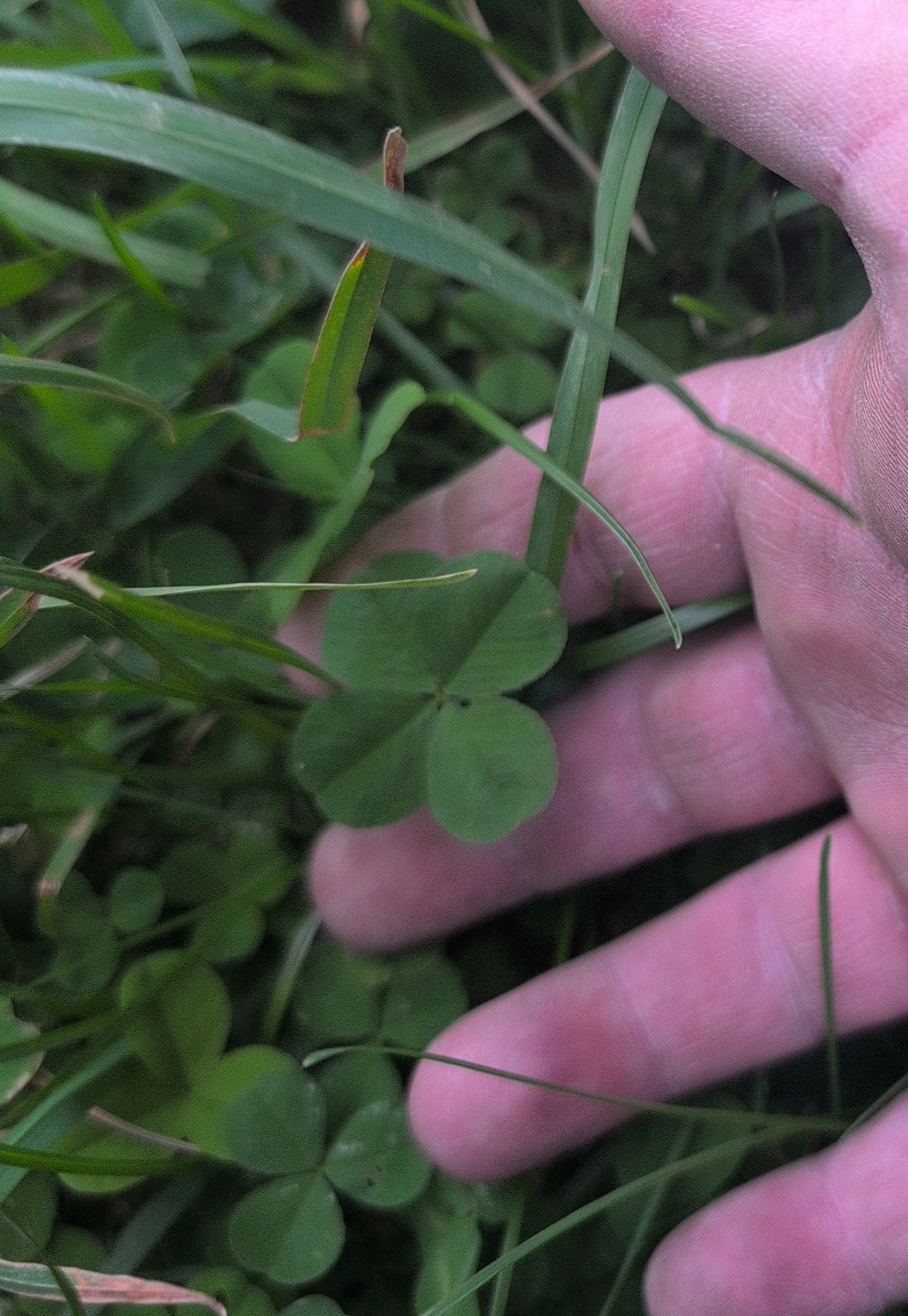 picture of a 4 leaf clover