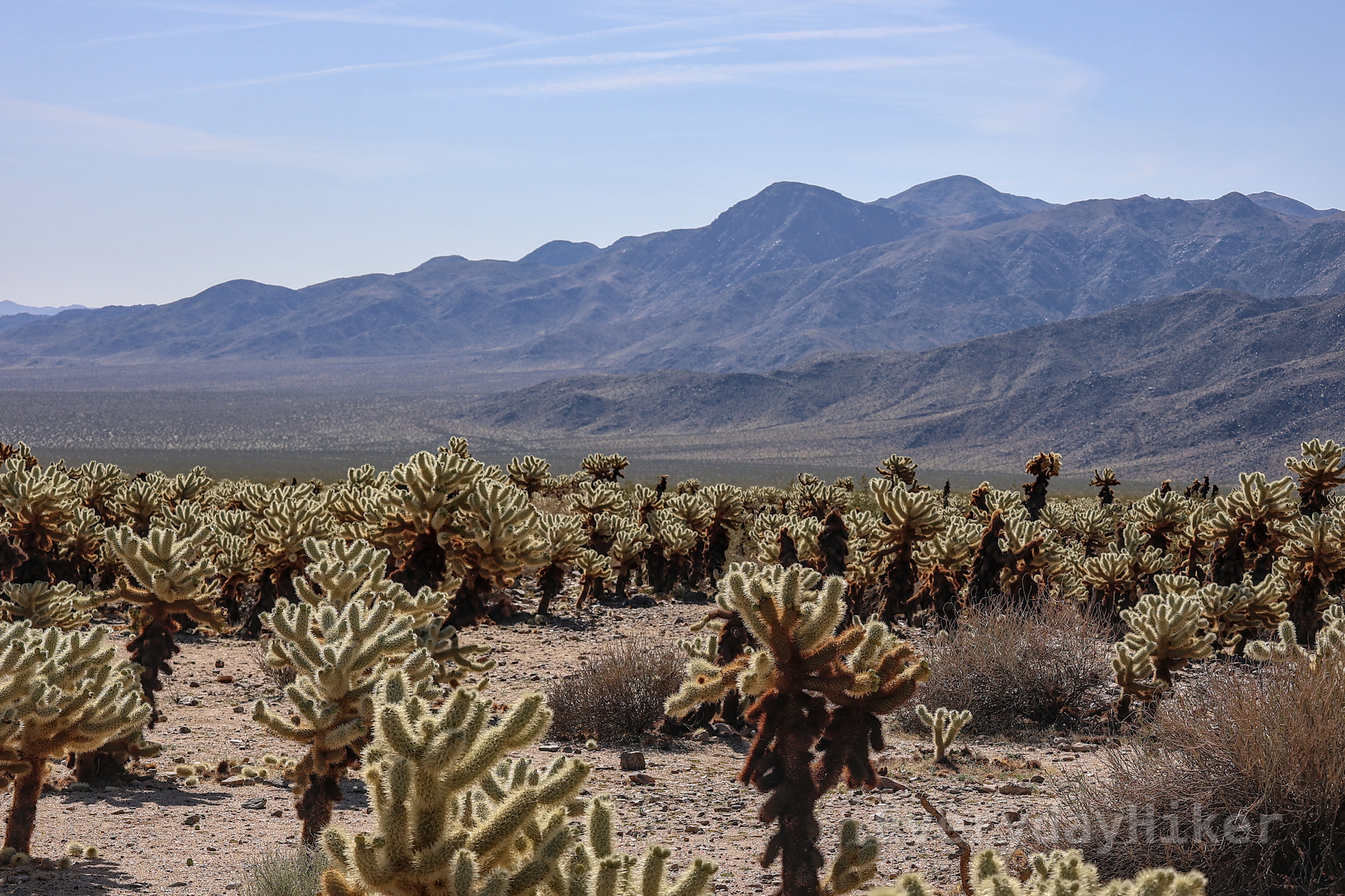 A field of Teddy-Bear Cholla Cactus growing near Turkey Flats. A Mountain range may be seen rising up in the distance.