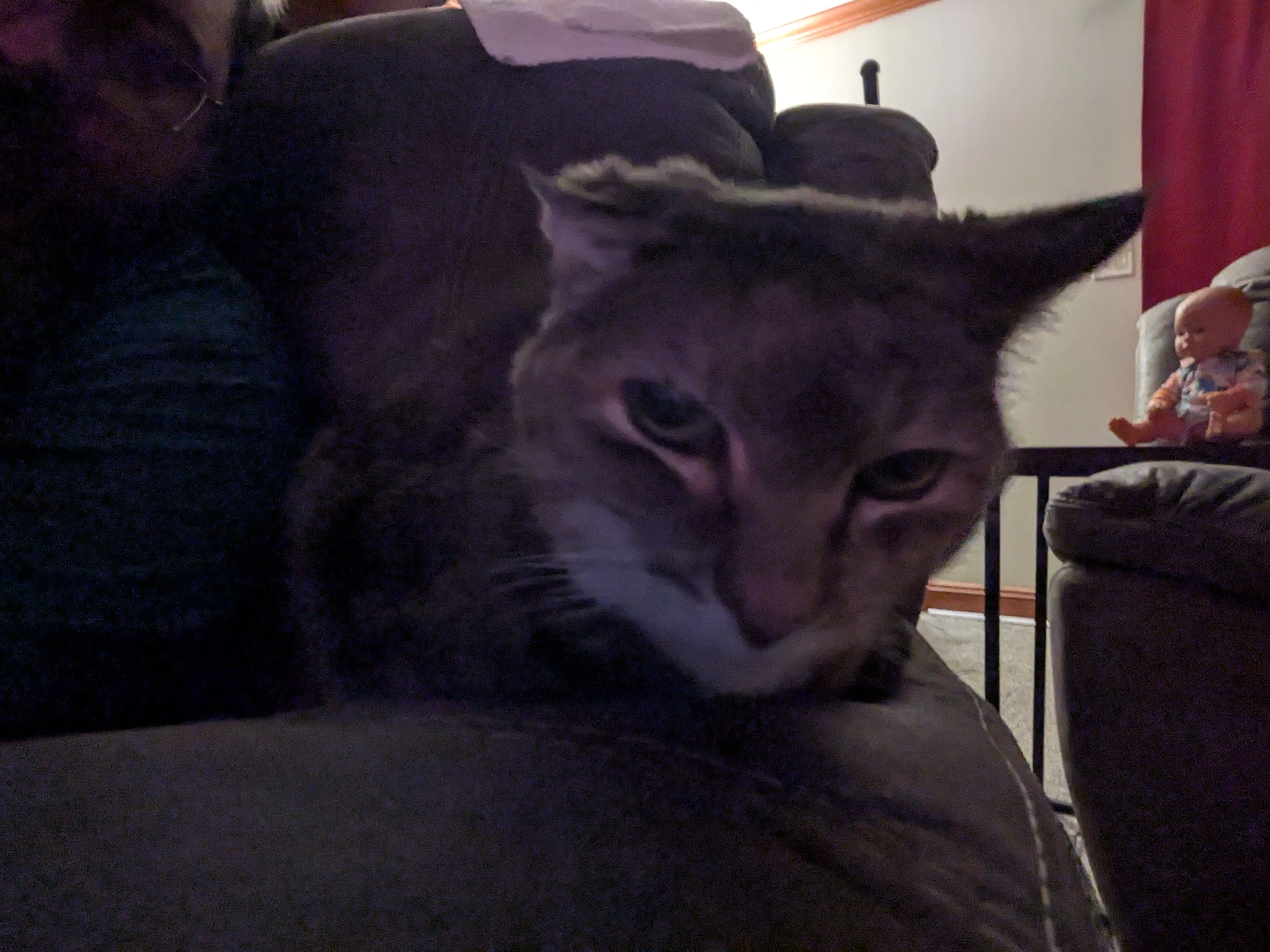 cat with a shrunken ear