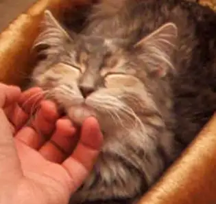 Chin scratches (the rare gentle kind).