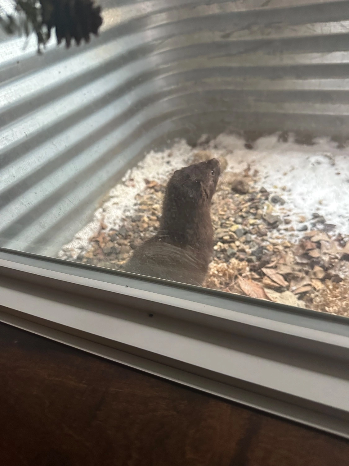 a photo of a marten, stuck in a window well
