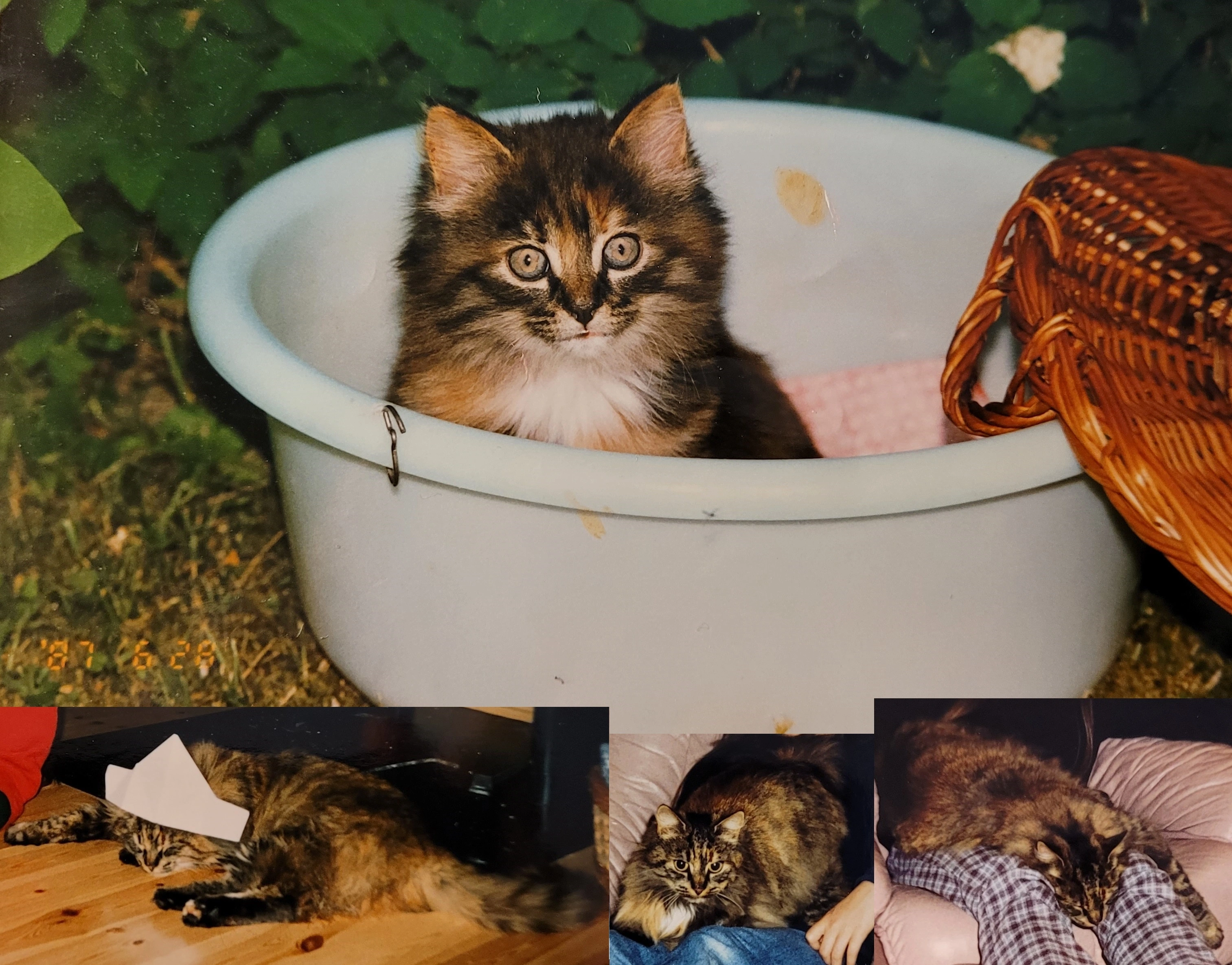 One big photo of a kitten, and three smaller photos of the same cat as an adult. The kitten is sitting in a plastic bowl in a garden. She's looking curiously at something behind the cameraman. Her fur is long with lots of markings in dark brown, light brown, orange and white. 1st small image she's sleeping on the floor while wearing a paper hat. 2nd image, she's laying on a lap, looking almost at the camera. 3rd image, she's sleeping on a lap with her head between the human's knees.