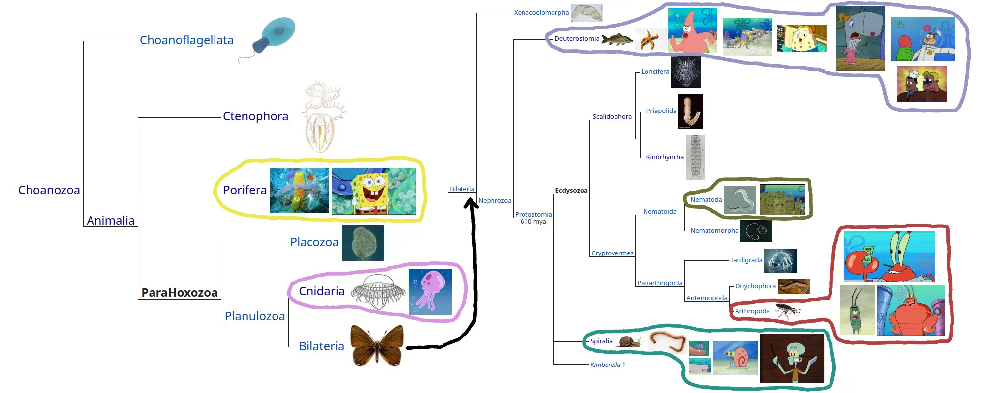 Zoomed-out SpongeBob tree of life