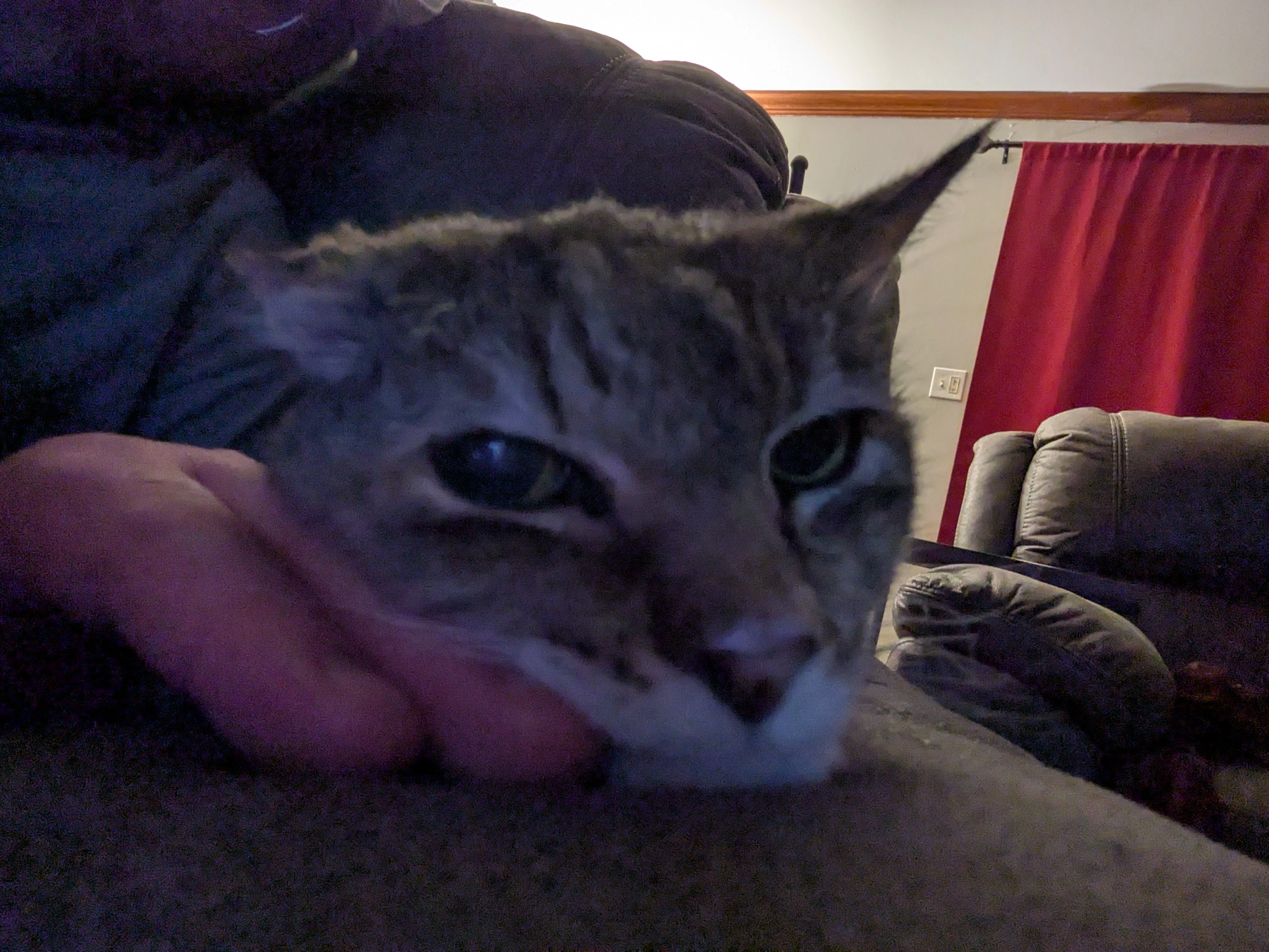 Cat forcefully cuddling my hand