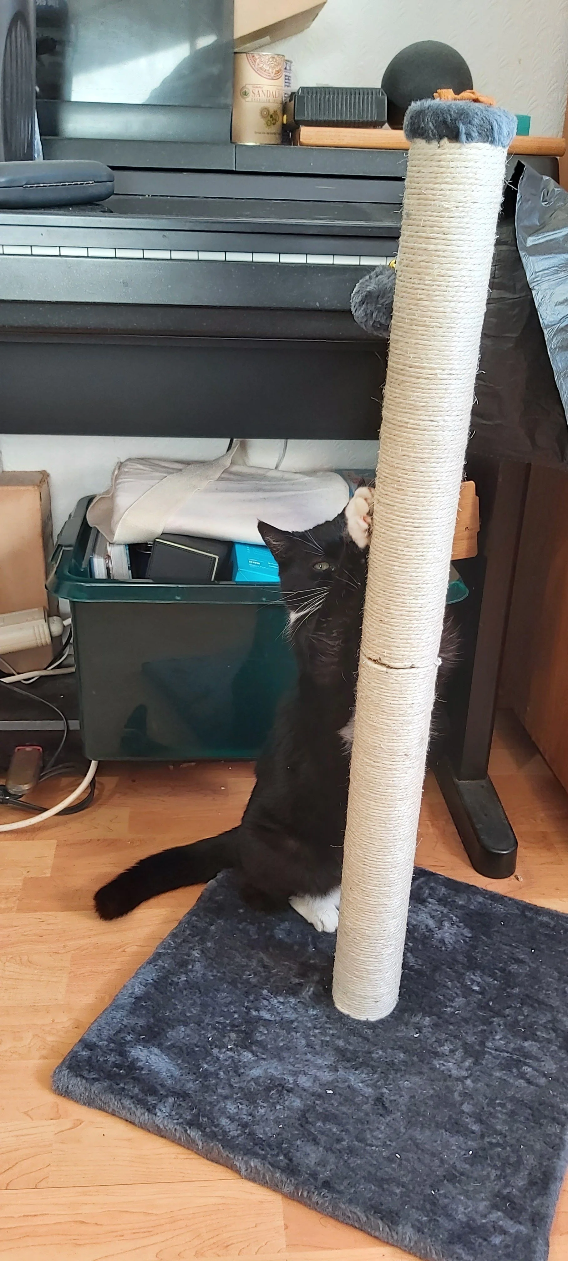 A black and white cat standing on its rear legs using a scratching post. 