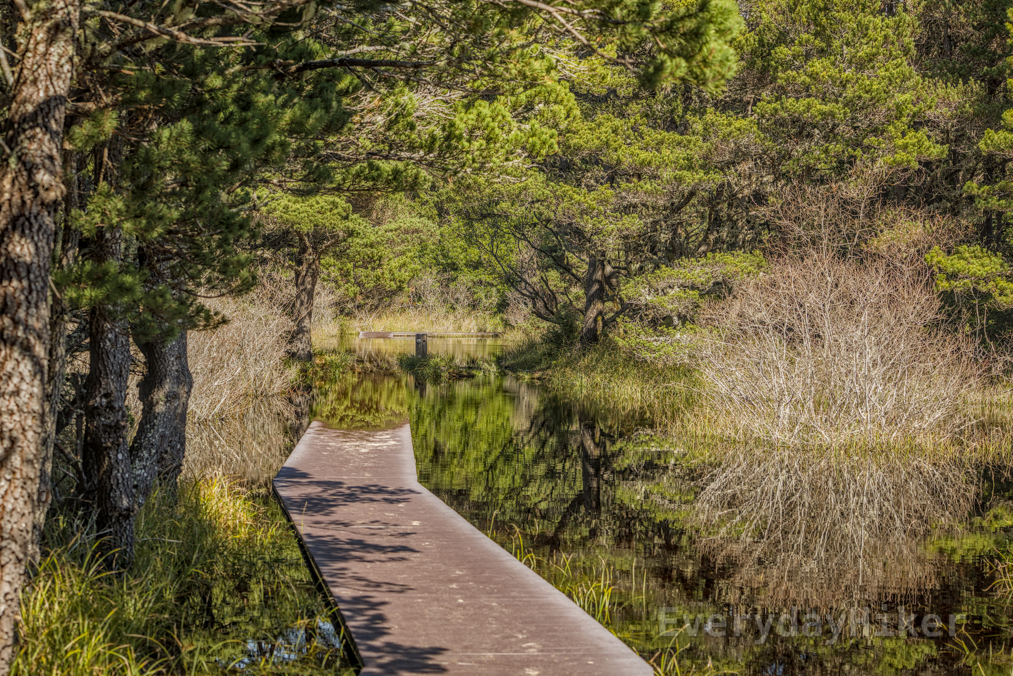 The boardwalk as it leads into another underwater section.  The calm water reflects the vegetation above into a mirrored image below.