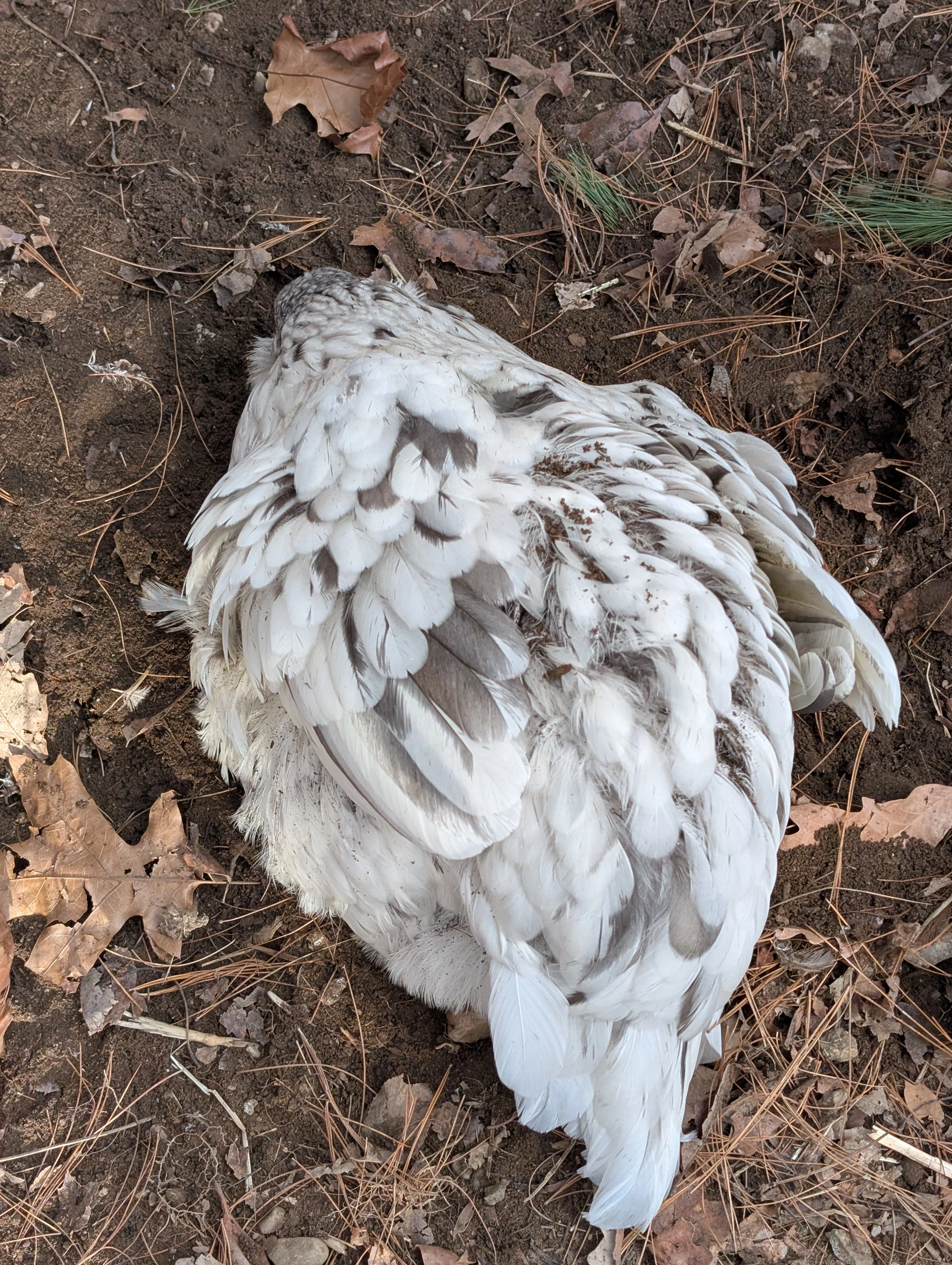 A white hen amidst a dust bath