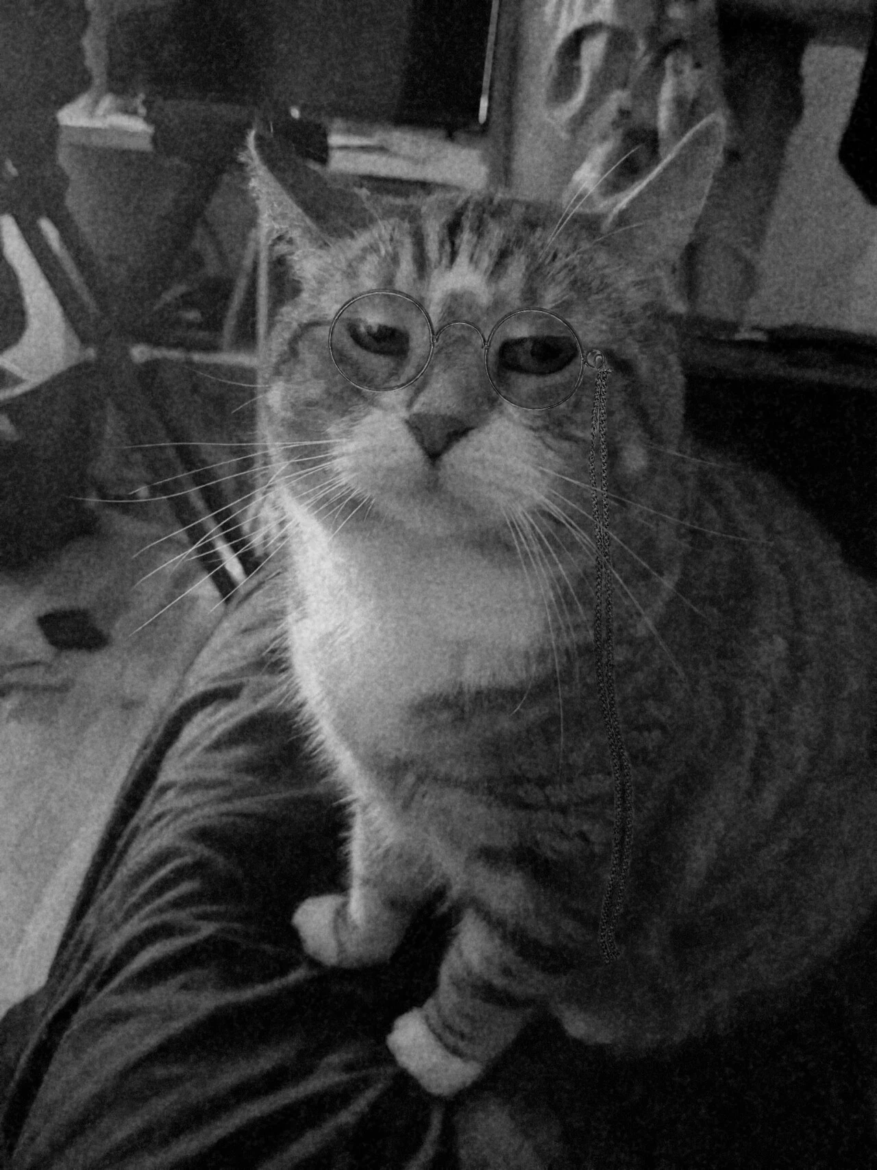 An edit of the cat to look (even more) like Teddy Roosevelt