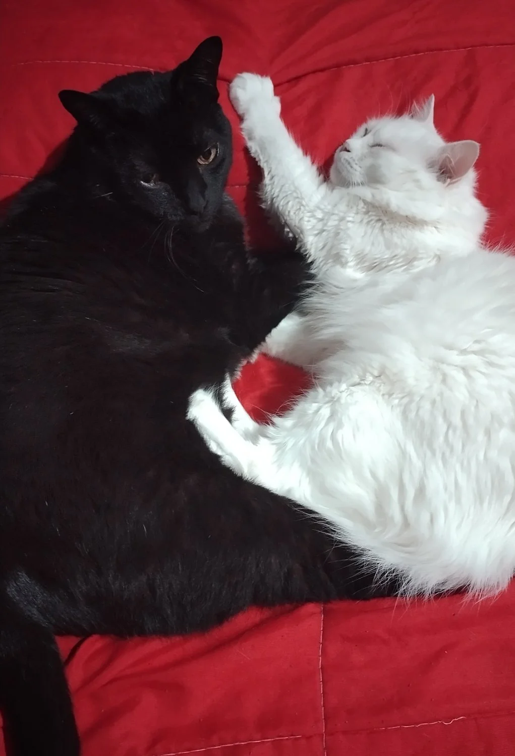 A black cat together with a white cat