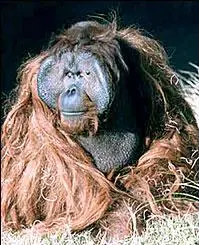 Ken Allen the Orangutan