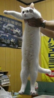 Longcat is long.