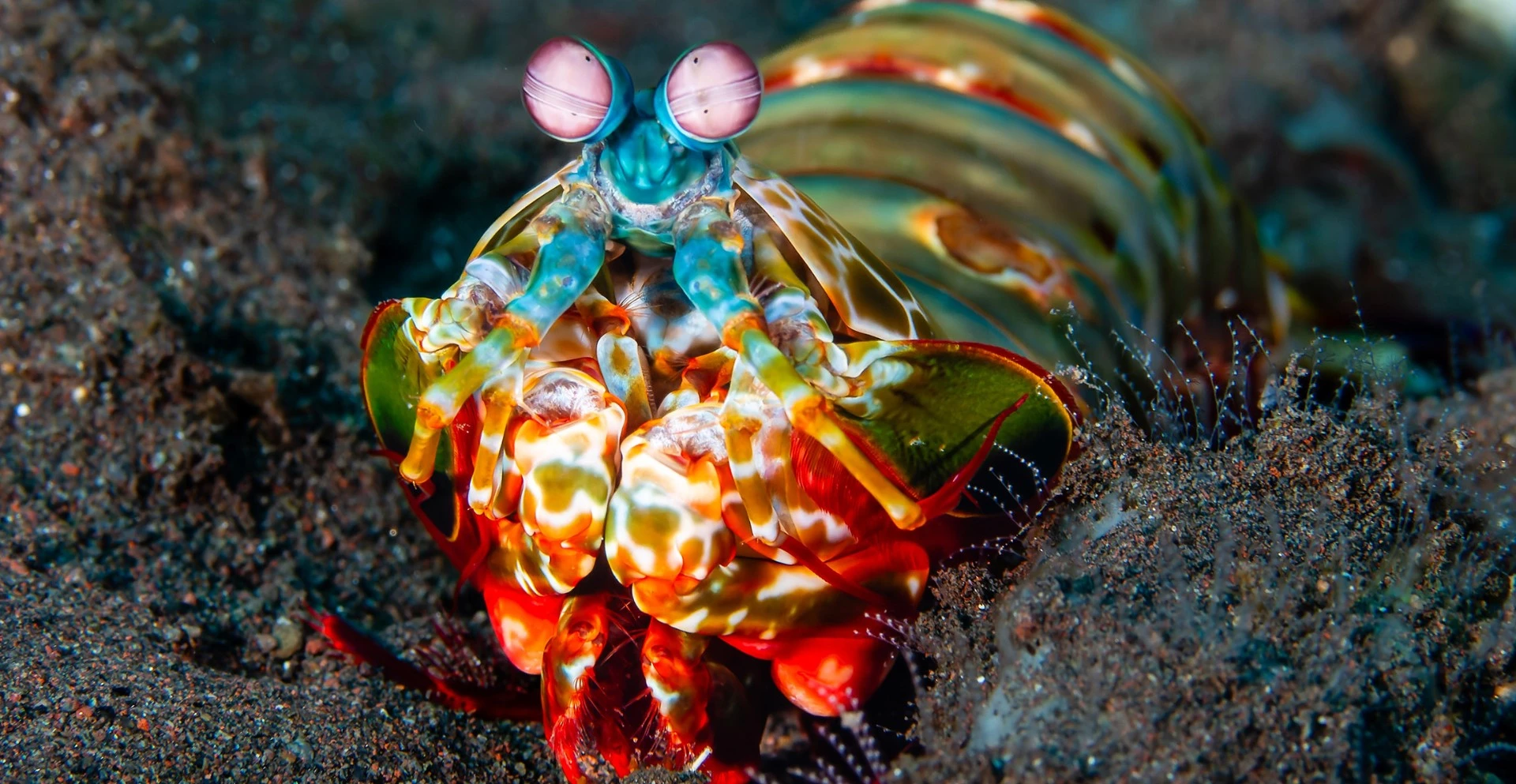 mantis shrimp